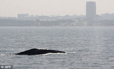 一頭灰鯨在以色列附近地中海海域浮出水面。