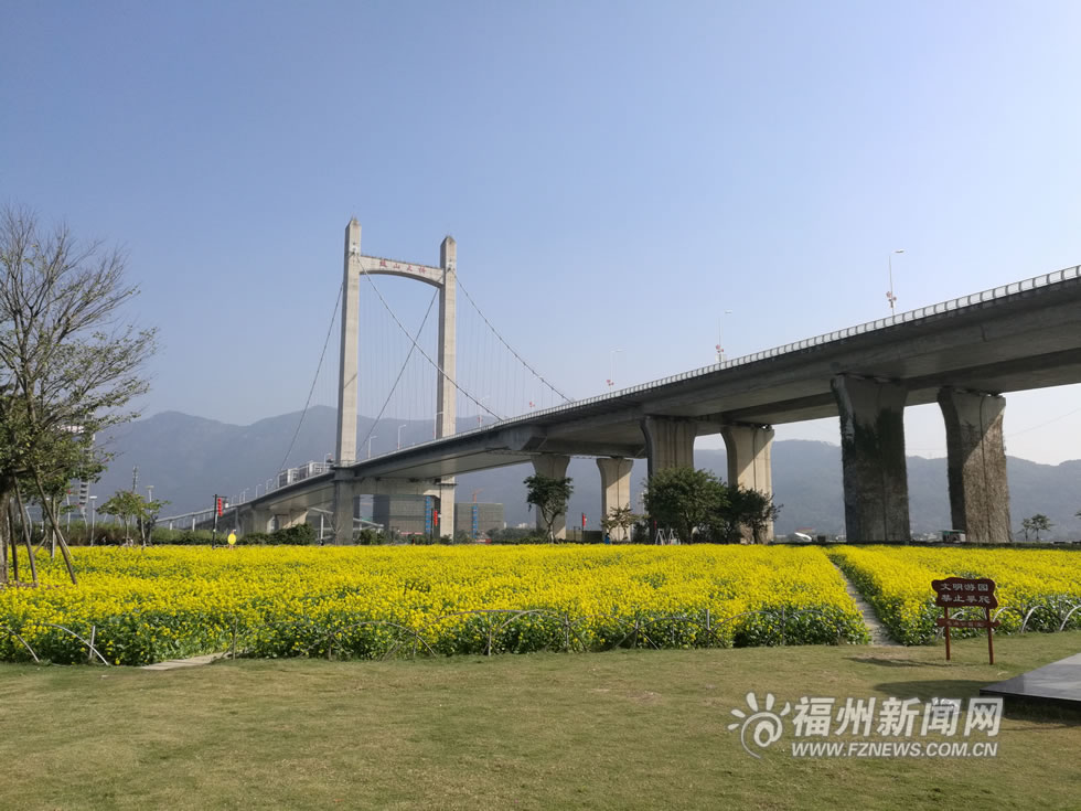 “福州藍(lán)”下，福州公園成金色花海