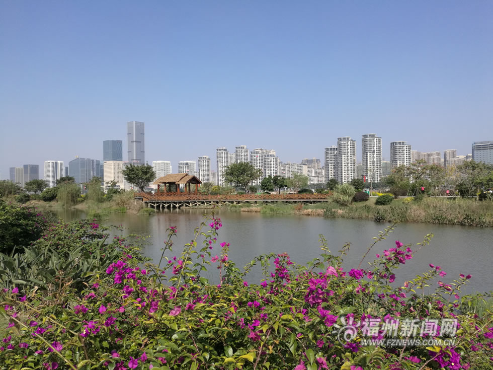 “福州藍(lán)”下，福州公園成金色花海