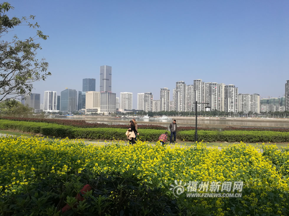 “福州藍(lán)”下，福州公園成金色花海